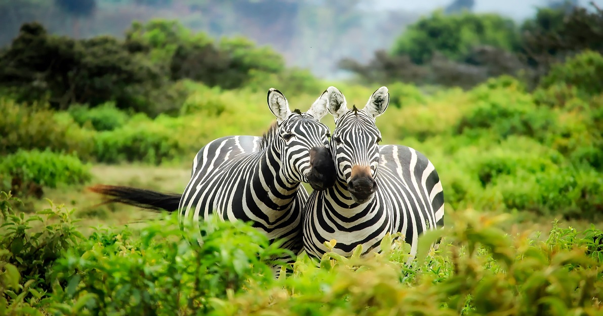 Photo by Pixabay: https://www.pexels.com/photo/zebras-on-zebra-247376/