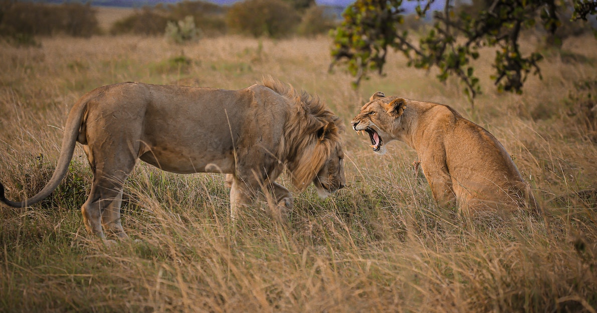 Photo by Twilight Kenya: https://www.pexels.com/photo/lioness-sitting-in-grass-and-roaring-7280783/