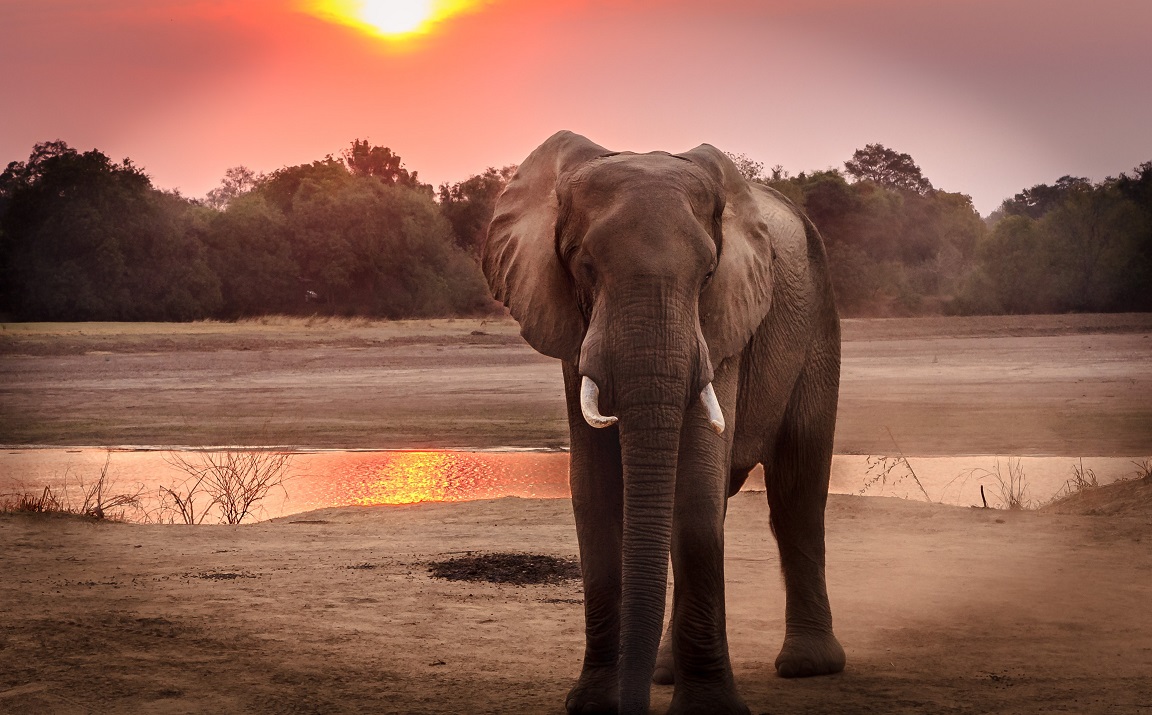 Photo by Harvey Sapir: https://www.pexels.com/photo/wildlife-photography-of-elephant-during-golden-hour-1054655/